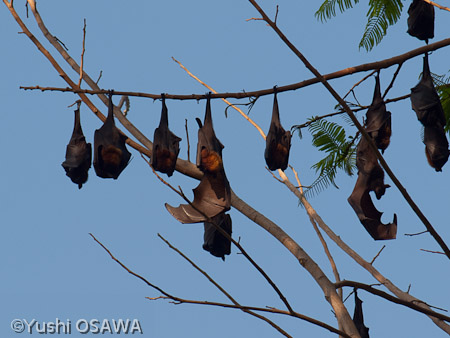 ジャワオオコウモリ　Pteropus vampyrus　Large flying fox