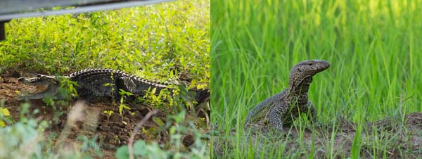 ���j�i���j�ƃI�I�g�J�Q�i�E�j