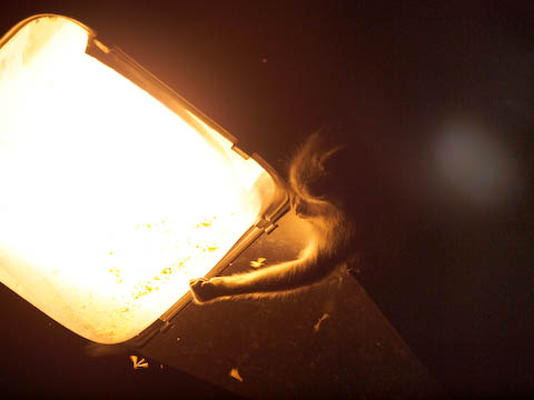 �X���̉��߂܂���J�j�N�C�U��