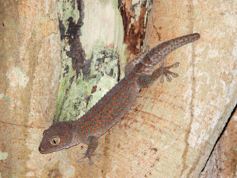 �g�b�P�C������