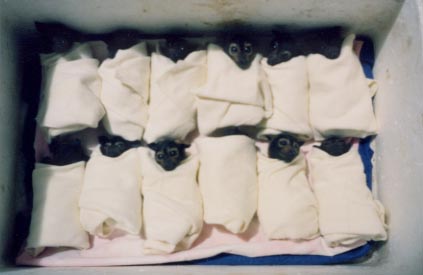 Bat hospital�̓��@���҂���