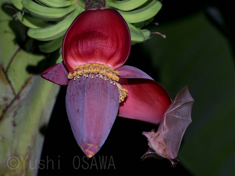 �o�i�i�̉Ԃɗ���V�^�i�K�t���[�c�R�E����