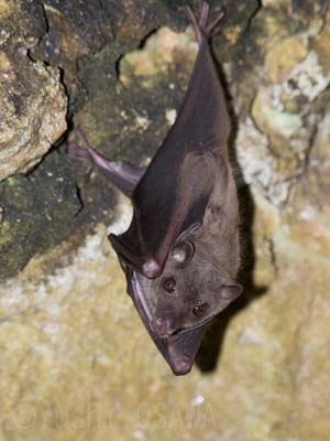 �Z���x�X���[�Z�b�g�I�I�R�E����