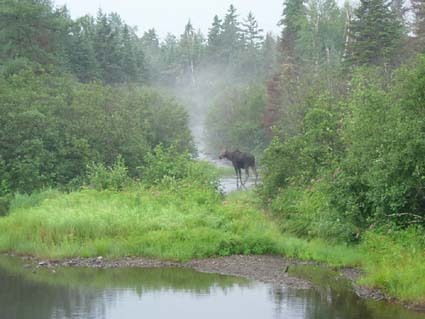 �Ⴂ���[�X