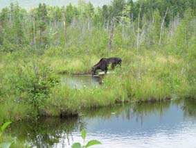 ���̃��[�X