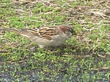 ���E���ɂ���C�G�X�Y��