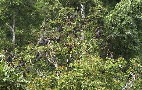 �W�����O���̒��̃I�I�R�E�����̂Ȃ��