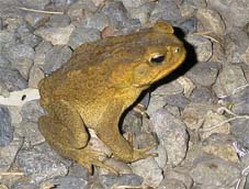 ���X�g�����̃I�[�v���e���X�ɂ̓q�L�K�G�����������񂭂�