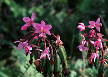 �R�E�g�E�V����