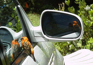 �V���n���x�j�m�W�R�͖����h�̒�ɂ���Ă���