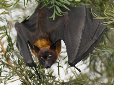 沖縄のネオパークオキナワで飼育されているインドオオコウモリ