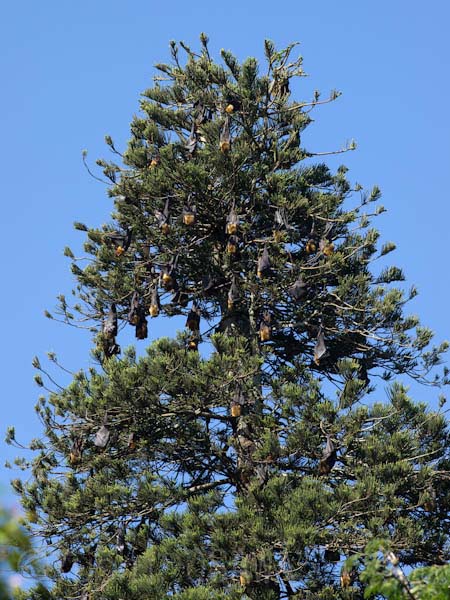 �X�������J�ł݂��C���h�I�I�R�E�����̂Ȃ��